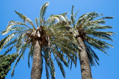 Arecaceae, Arecales familyasından bir kuş türü. Avuç içleri olarak bilinir. Ağaca benzer bir şekli olanlar halk arasında palmiye ağaçları olarak adlandırılır. Bunların çoğu tropikal ve astropikal iklimlerle sınırlıdır.. 