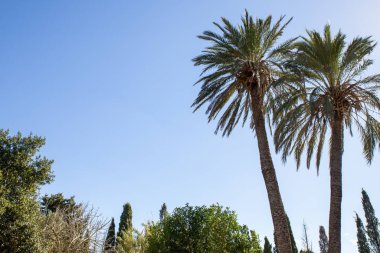 Akdeniz bitkileri ve ağaçları sıcak, kuru yazlara ve ılık, nemli kışlara uyum sağlama becerileriyle bilinirler. Popüler seçenekler arasında zeytin ağaçları, selvi ağaçları ve biberiye, lavanta ve yasemin gibi çeşitli otlar ve palmiye ağaçları yer alıyor. 