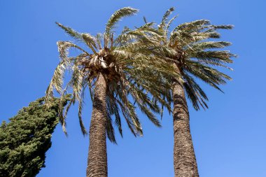 Rüzgarda savrulan bir palmiye ağacı aşağıdan görülen mavi bir gökyüzüne karşı. Palmiye ağaçları güçlü rüzgarlara, esnek gövdelere, rüzgarda kopmadan eğilmeye dayanıklıdır. Arecaceae, Arecales familyasından bir kuş türü. Avuç içleri olarak bilinir.. 