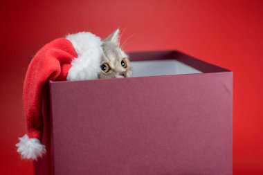 Kırmızı arka planda hediye kutusunda Noel Baba şapkalı komik İngiliz kısa hava kedisi.
