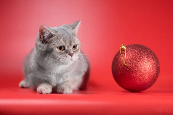 Табби Британская Короткошерстная Кошка Смотрит Большой Рождественский Шар Красном Фоне — стоковое фото