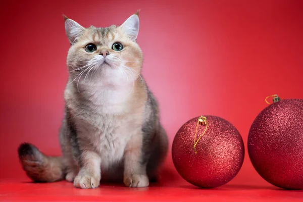 黄金の英国の短髪猫は赤い背景に2つの大きなクリスマスボールの横に見上げます — ストック写真