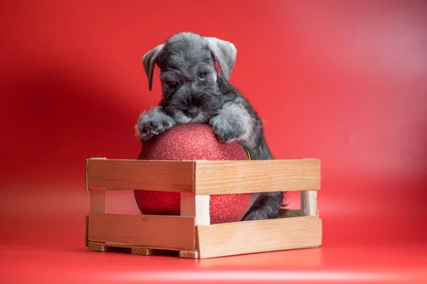 offended miniature Schnauzer puppy of pepper and salt color sits in a wooden box with a large red Christmas ball