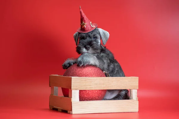 Cachorro Schnauzer Miniatura Pimienta Color Sal Sombrero Festivo Sienta Una —  Fotos de Stock