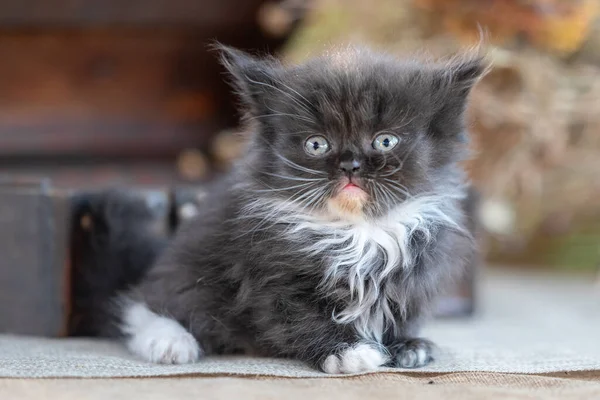 Little Black White Scottish Fold Kitten Rustic Background — Stock Photo, Image