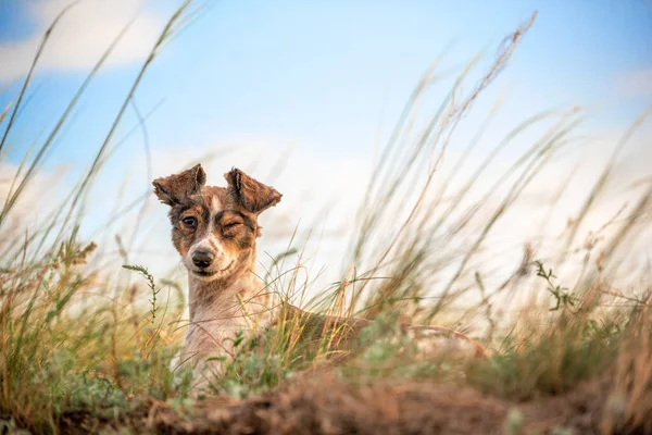 Śmieszne Kundel Pies Mruga Leżąc Zielony Trawa Wieczór — Zdjęcie stockowe