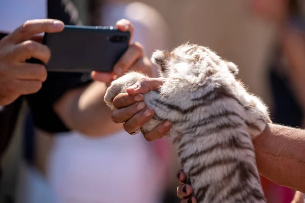 little tiger cub in a petting zoo