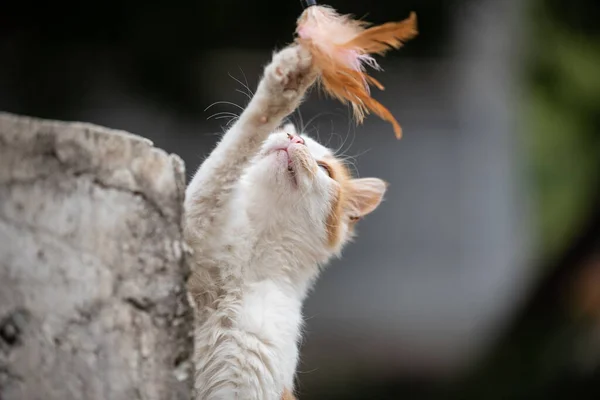 Gato Mestizo Juega Con Una Pluma Aire Libre — Foto de Stock