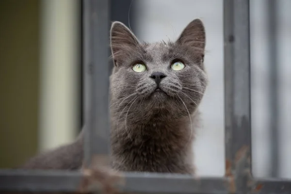 Gato Sin Hogar Sueña Con Adopción Ucrania —  Fotos de Stock
