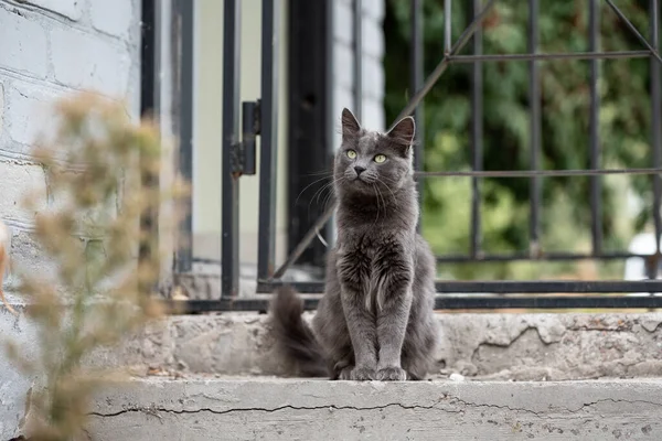 Gato Raza Está Esperando Propietario Los Escalones Casa —  Fotos de Stock