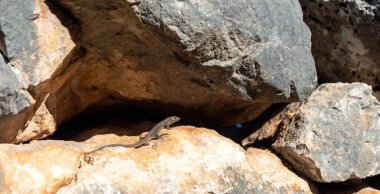 one lizard basking on a stone close up