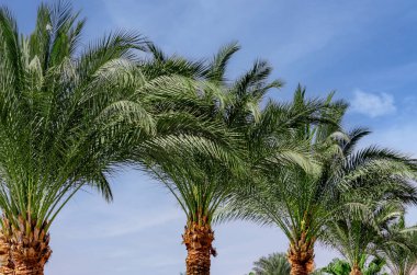 several green fresh palm trees tropical natural background nature