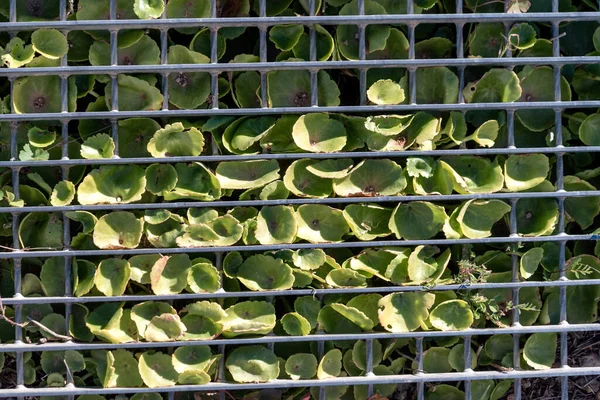green living fresh plant leaves in mesh fence abstract background pattern