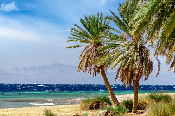 green palm trees on the red sea without people in egypt tropical background nature landscape