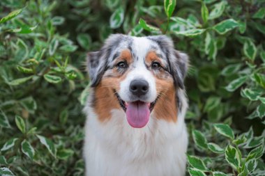 portrait of a smiling Australian Shepherd dog in the green branches of a birch bark