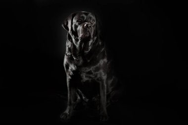 portrait of adult black labrador on a black background