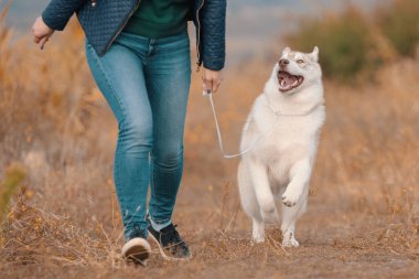 woman in jeans has fun walking with a husky dog in the park in autumn
