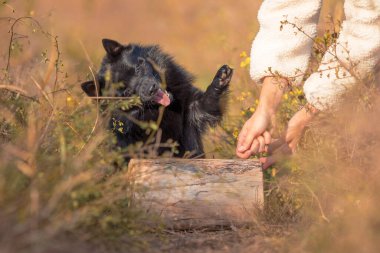 black schipperke puppy plays with the hands of the owner dressed in a white coat