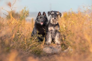decorative dog breeds schipperke and Miniature Schnauzer stand with their front paws on a log at park