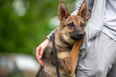 friendship a mongrel brown dog hugs a woman in a gray tracksuit