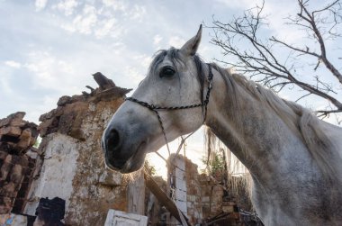 gray horse near the ruins of its home in Mariupol