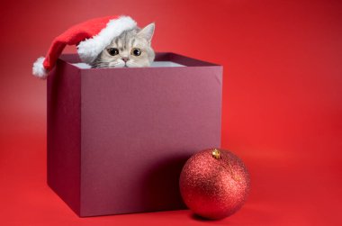 Noel Baba şapkalı gümüş İngiliz kısa hava kedisi kırmızı arka planda Burgonya kutusunda