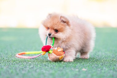 romp pomeranian puppy nibbles a plush toy duck on an artificial lawn