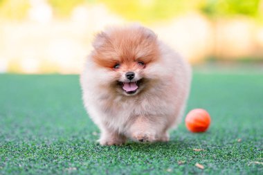 happy Pomeranian puppy runs across an artificial lawn on a sunny day next to an little orange dog ball