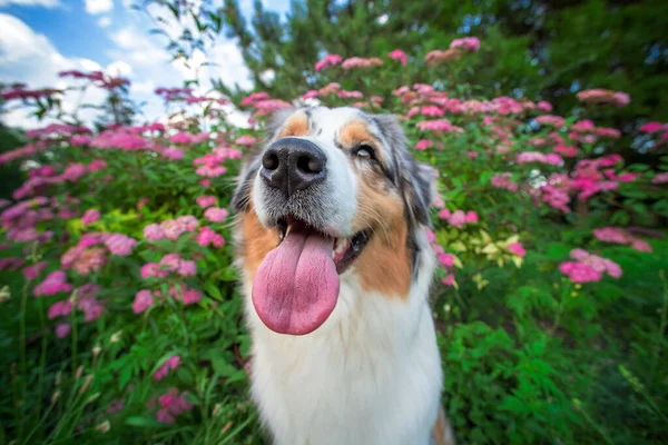 funny portrait of an Australian shepherd in pink flowers on a wide-angle lens