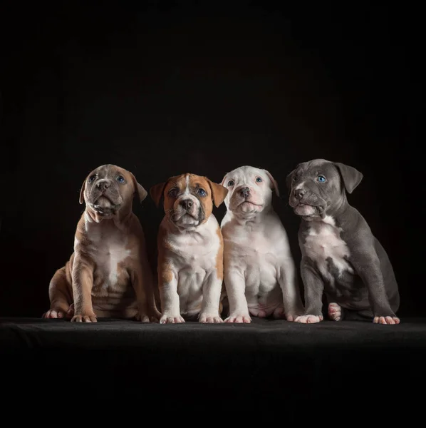 four purebred Staffordshire terrier puppies sitting on a black background