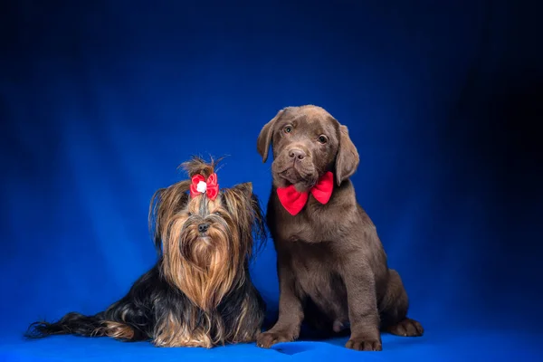 Yorkshire terrier and a chocolate labrador puppy sitting on a dark blue background