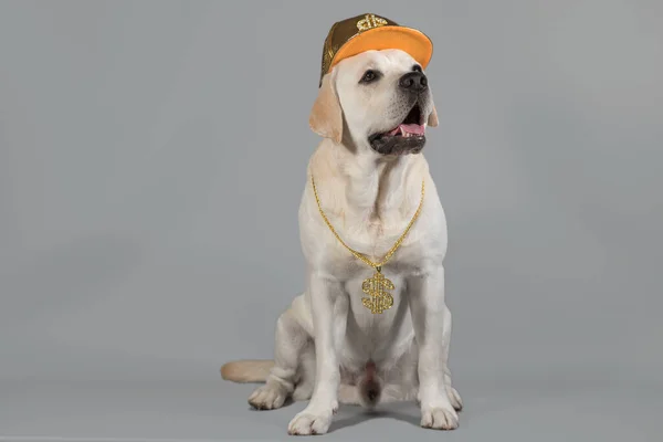 Hip-hop labrador dog in a gold DJ suit sits on a gray studio background