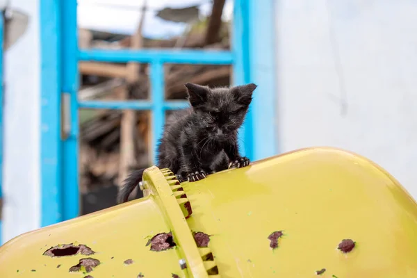 animals in ukraine war  a sick black kitten on a yellow-blue background of a broken house