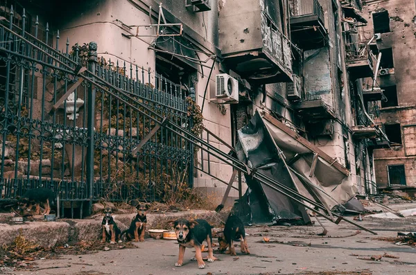 mongrel homeless puppies next to a burned-down multi-store