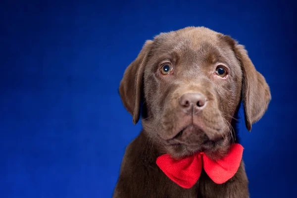 portrait of a chocolate labrador puppy with a red bow on its neck on a blue background close up