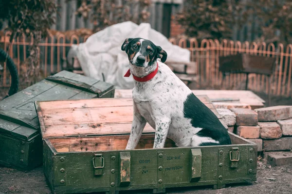 life in Mariupol, a mongrel dog sits in a box of shells with the inscription in Russian \