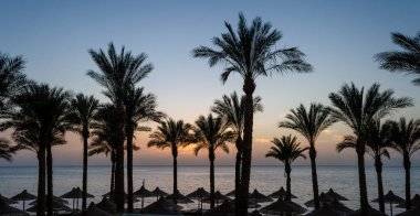 silhouette of palm trees against the dawn sky and blue sea in Egypt