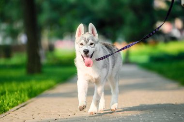 joyful Siberian husky puppy on colored leash walk in the park in summer