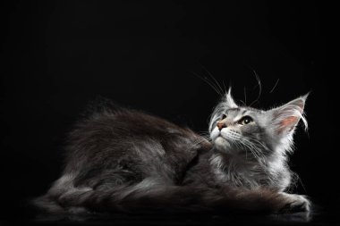 silver tabby kitten of the Maine Coon breed on a black background with a mirrored floor