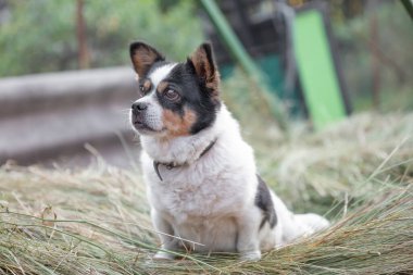 small worried mongrel dog is sitting on the hay