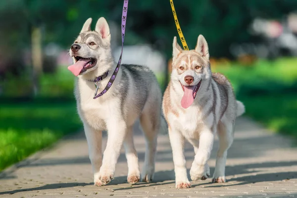 stock image two joyful Siberian husky puppies on colored leashes walk in the park in summer