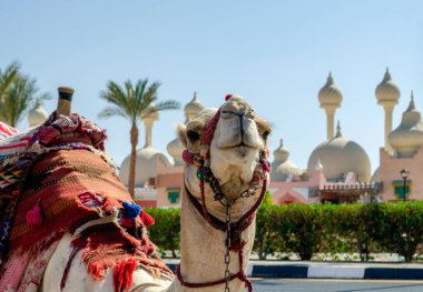 A riding camel in a bright blanket on the sunny street of Sharm El Sheikh Egypt