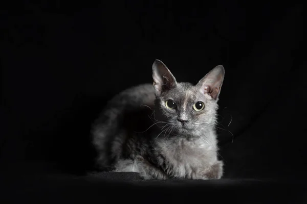 Szary Kot Rasy Szczotka Sfinks Leżący Czarny Aksamit Ciemnym Tle — Zdjęcie stockowe