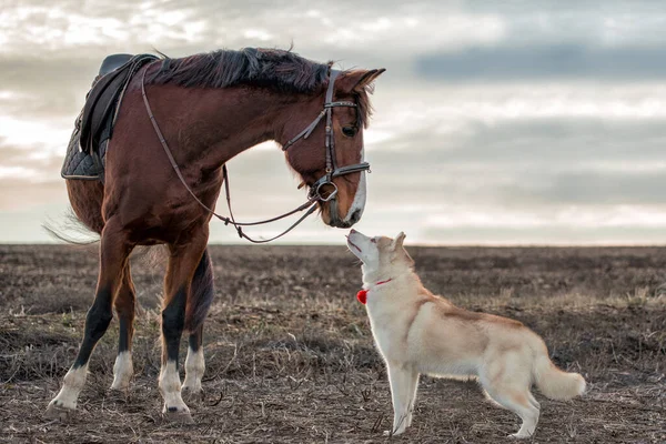 stock image Siberian husky puppy meets a big horse in an empty autumn field