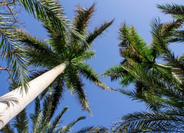 Beyaz arkaplanda tropik desenli yüksek palmiye ağaçları deseni