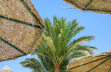 Beyaz arkaplanda tropik desenli yüksek palmiye ağaçları deseni