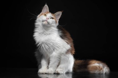 Benekli Rakun kedisi aynalı bir katta oturuyor ve siyah bir arka plana bakıyor.