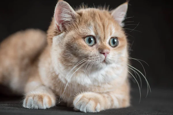 Cute British Shorthair Kitten Golden Color Lying Black Background — Stock Photo, Image