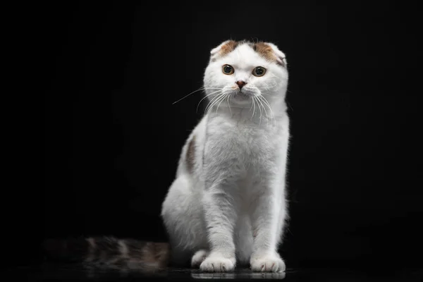 Adulto Escocés Plegable Gato Blanco Con Manchas Color Sentado Sobre — Foto de Stock