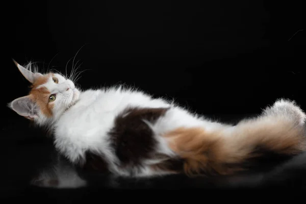 Spotted Maine Coon Kitten Lying Mirrored Floor Black Background — Stock Photo, Image